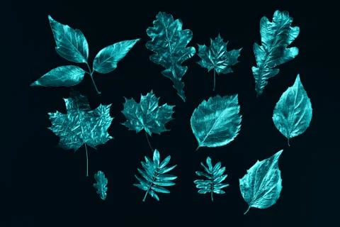 Autumn composition of different mint leaves on a black background Stock Photos