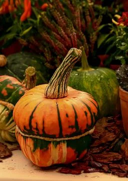 Autumn composition of different pumpkins with selective focus. Stock Photos
