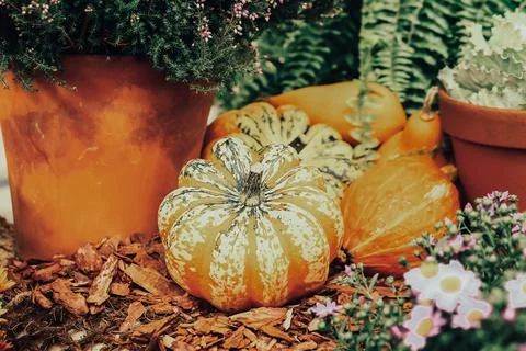Autumn composition of different pumpkins with selective focus. Stock Photos
