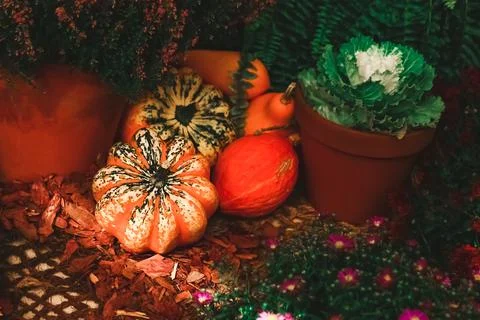 Autumn composition of different pumpkins with selective focus. Foto stock