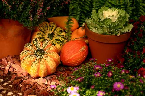 Autumn composition of different pumpkins with selective focus. Stock Photos