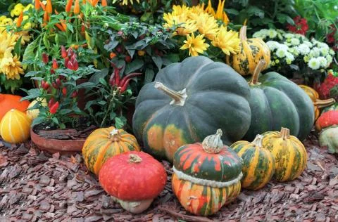 Autumn composition with different types of pumpkins, red peppers and flowers. Stock Photos