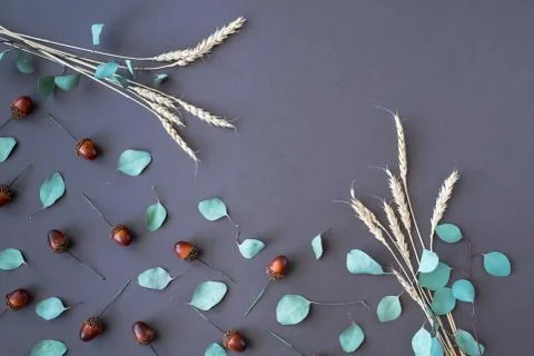 Autumn composition with ears of wheat, eucalyptus leaves and acorns. Foto stock