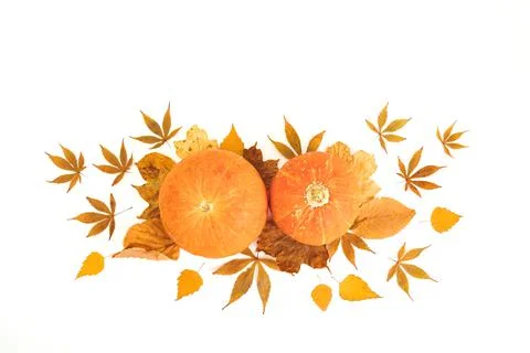 Autumn  composition. Fall leaves and pumpkins on white background. Thanksgivi Stock Photos