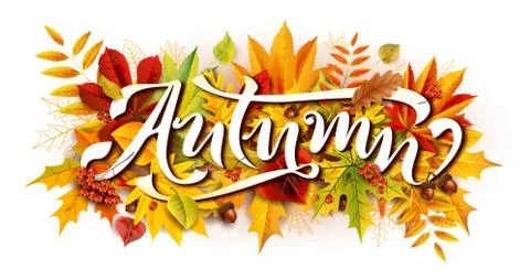 Autumn composition with fallen leaves and rowan and acorns Stock Illustration