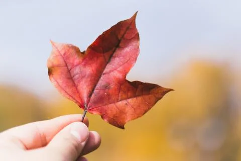 Autumn composition of fallen maple leaf in female hand, selective focus Stock Photos