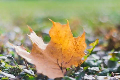 Autumn composition of fallen maple leaf on the grass, selective focus Stock Photos