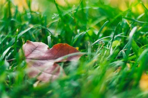 Autumn composition of fallen maple leaf on the grass, selective focus Stock Photos
