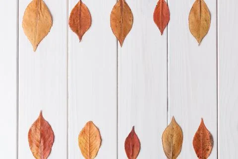 Autumn composition, flat lay. Dried autumn red orange leaves isolated on white Stock Photos