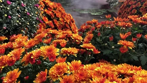 Autumn composition of flowers and plants Stock Footage 160147520