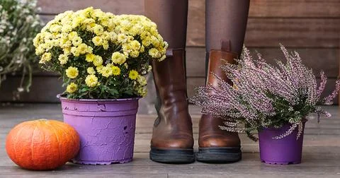 Autumn composition flowers in a pot pumpkin and feet in boots Stock Photos