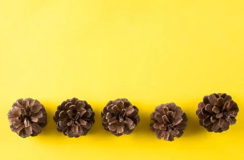 Autumn composition. A frame of cones for your text. Copy space. Stock Photos