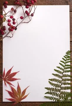 Autumn composition. Frame made of dried leaves on white background. Autumn, f Stock Photos