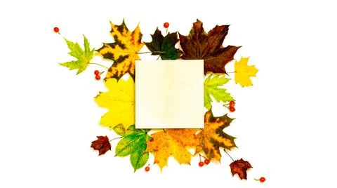 Autumn composition. Frame made of Green, yellow dried leaves, red berry isola Stock Photos