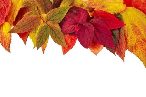Autumn composition. Frame made from orange, red and green leaves . Isolated o Stock Photos