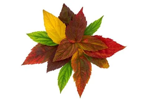 Autumn composition. Frame made from orange, red and green leaves . Stock Photos
