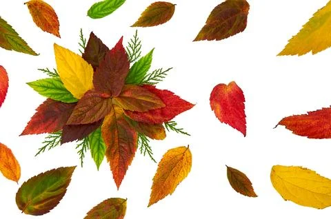 Autumn composition. Frame made from orange, red and green leaves . Stock Photos