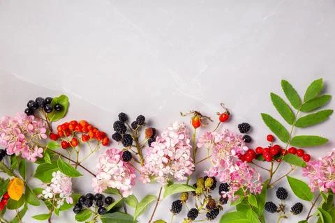 Autumn composition with hydrangea flowers, berries of aronia, rowan, blackberry Stock Photos