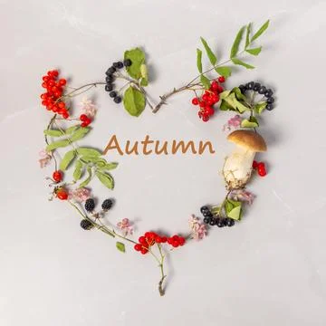 Autumn composition with hydrangea flowers, berries of aronia, rowan, blackberry 写真素材
