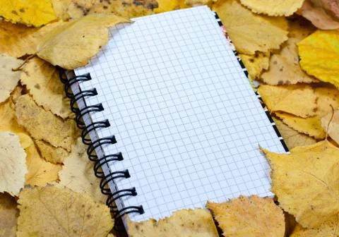 Autumn composition  indoor  . Stock Photos
