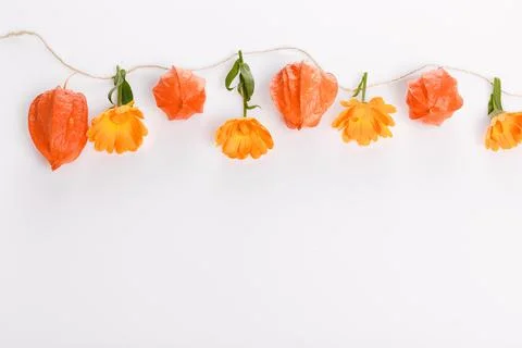 Autumn composition made of orange physalis and ball of twine on white background Stock Photos