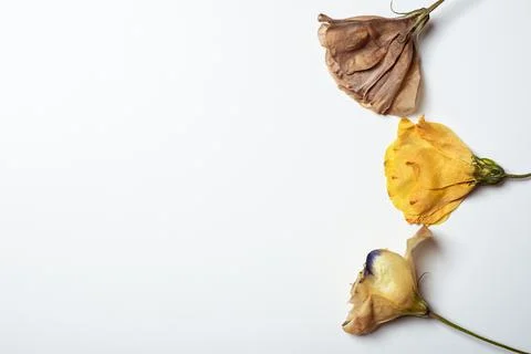 Autumn composition made of three dried roses on a white background. Autumn Foto stock