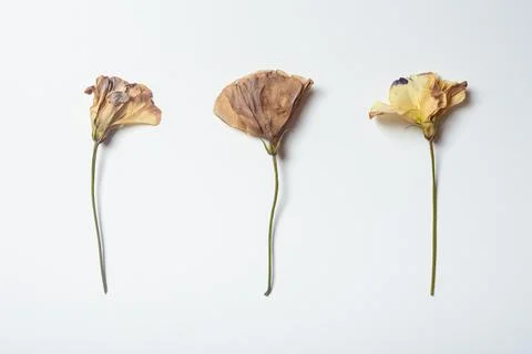Autumn composition made of three dried roses on a white background. Autumn Foto stock