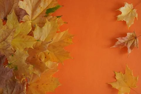 Autumn composition of maple leaves on an orange background with free space for Fotos de archivo