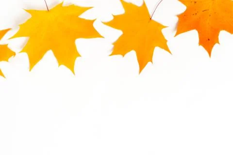 Autumn composition, maple leaves, top view, flat lay. Border made from color  Stock Photos