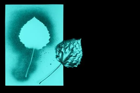 Autumn composition of mint leaf and postcards on black background Foto stock