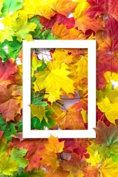 Autumn composition. Multi-colored maple leaves: red, green and yellow as a ba Photos
