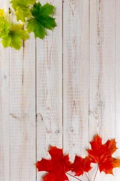 Autumn composition. Multi-colored maple leaves: red, green and yellow make a  Stock Photos