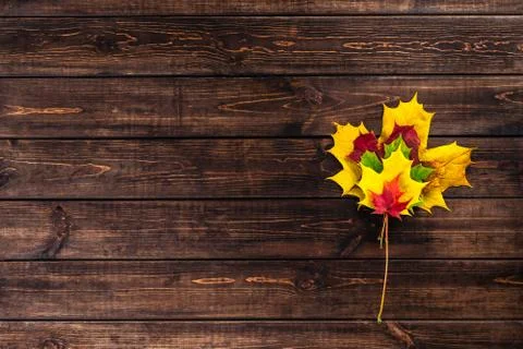 Autumn composition. Multi-colored maple leaves on top of each other in the ce 写真素材