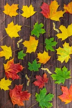 Autumn composition. Multi-colored maple leaves: red, green and yellow and see Stock Photos