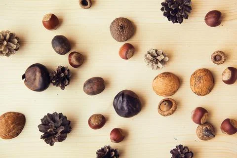 Autumn composition with nuts, chestnuts, wallut shells and pine cones on wood Stock Photos