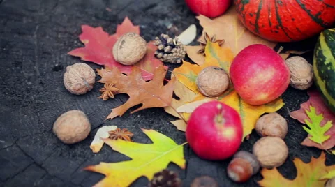 Autumn composition on an old dry tree stump in the forest Stock Footage 56160669
