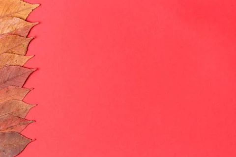 Autumn composition. Oval orange fall leaves laying in row on the left side of Stock Photos