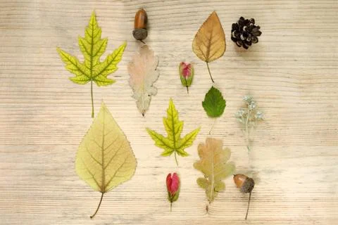 Autumn composition. Pattern of acorns, dried flowers, autumn leaves and other. Stock Photos
