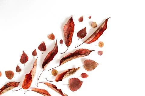 Autumn composition. Pattern from dried leaves on white background. Foto stock