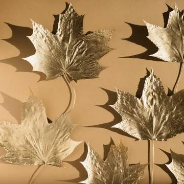 Autumn composition. Pattern made of autumn golden marple leaves on nude color Stock Photos