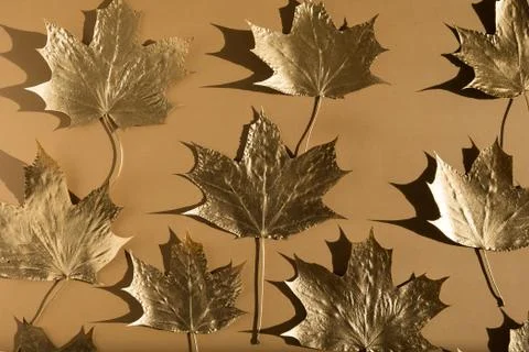 Autumn composition. Pattern made of autumn golden marple leaves on nude color Stock Photos