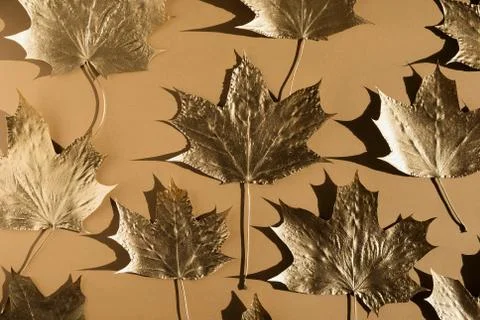 Autumn composition. Pattern made of autumn golden marple leaves on nude color Stock Photos