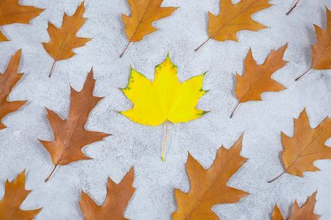 Autumn composition. Pattern made of autumn leaves at grey concrete table Foto stock