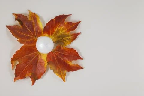 Autumn composition. Pattern made of dried leaves on white background. Flat la Stock Photos