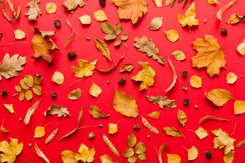 Autumn composition. Pattern made of dried leaves and other design accessories 写真素材