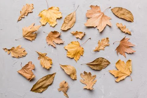 Autumn composition. Pattern made of dried leaves and other design accessories Foto stock
