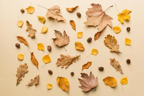 Autumn composition. Pattern made of dried leaves and other design accessories 写真素材