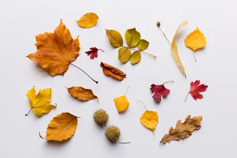 Autumn composition. Pattern made of dried leaves and other design accessories Foto stock