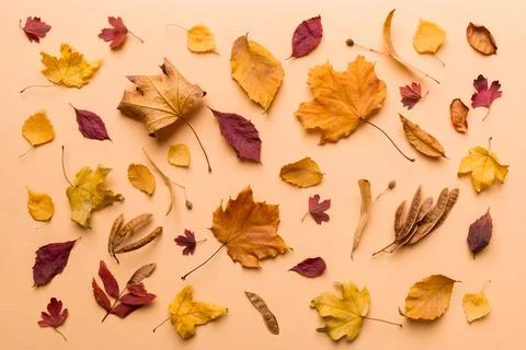 Autumn composition. Pattern made of dried leaves and other design accessories 写真素材