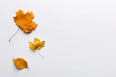 Autumn composition. Pattern made of dried leaves and other design accessories 写真素材